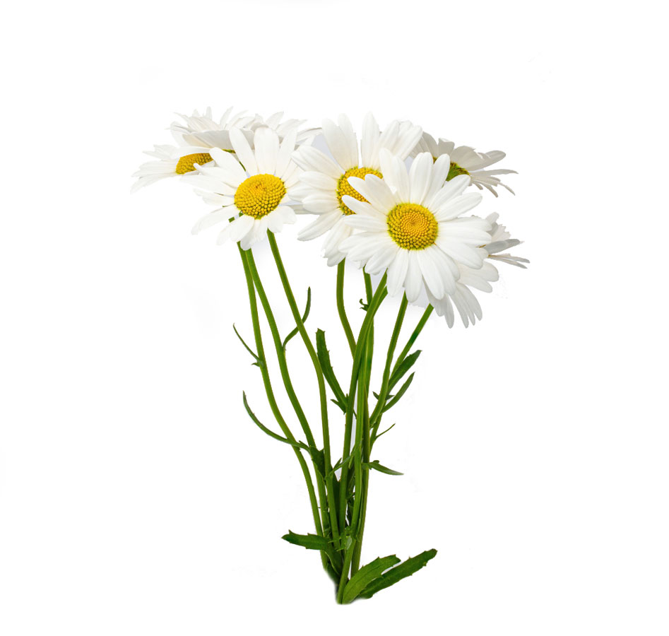 شاخه گل بابونه